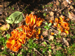 paddestoelen